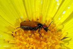 Eupompha schwarzi