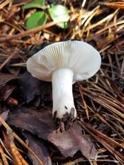 Russula perlactea