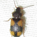 Microcosmodes - Photo (c) Botswanabugs, algunos derechos reservados (CC BY-NC), uploaded by Botswanabugs