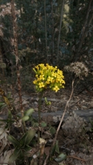 Kalanchoe densiflora