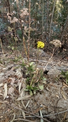 Kalanchoe densiflora