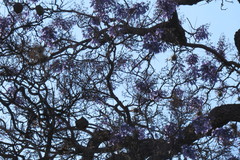 Jacaranda mimosifolia