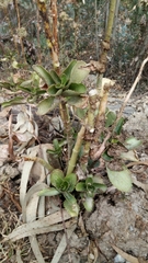 Kalanchoe densiflora