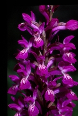Dactylorhiza umbrosa