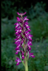 Dactylorhiza umbrosa