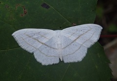 Scopula ordinata