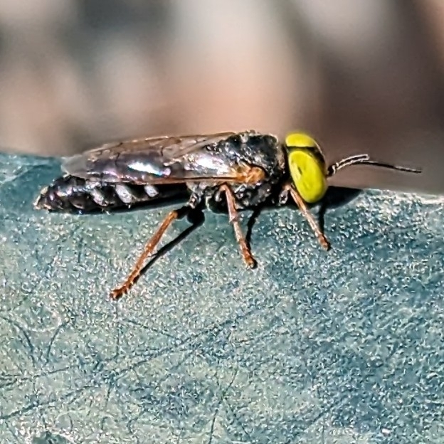 Gastrosericina
