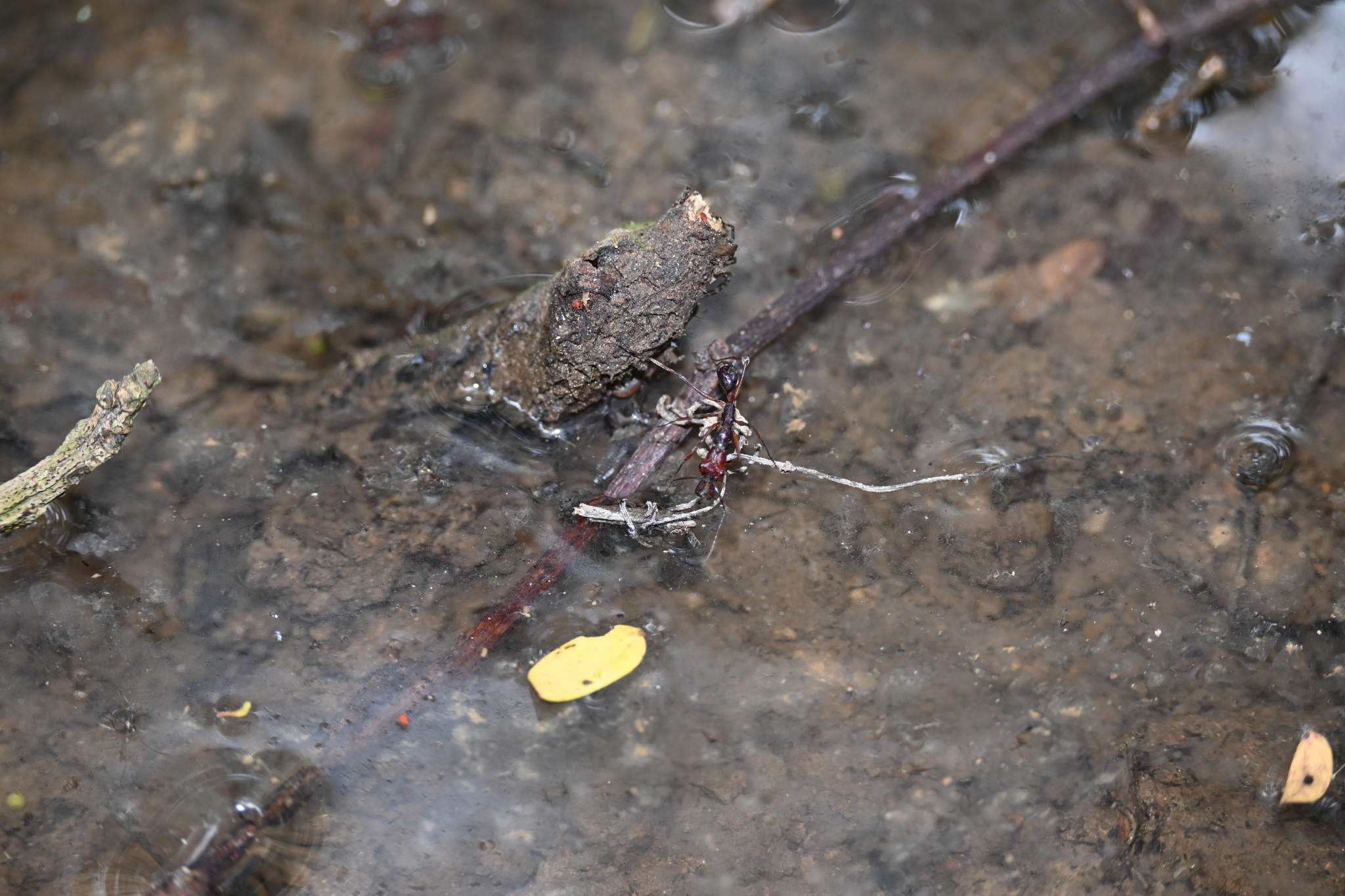 Odontomachus litoralis