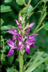 Dactylorhiza umbrosa