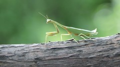 Parastagmatoptera unipunctata
