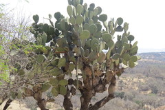 Opuntia chavena