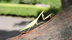 Parastagmatoptera unipunctata