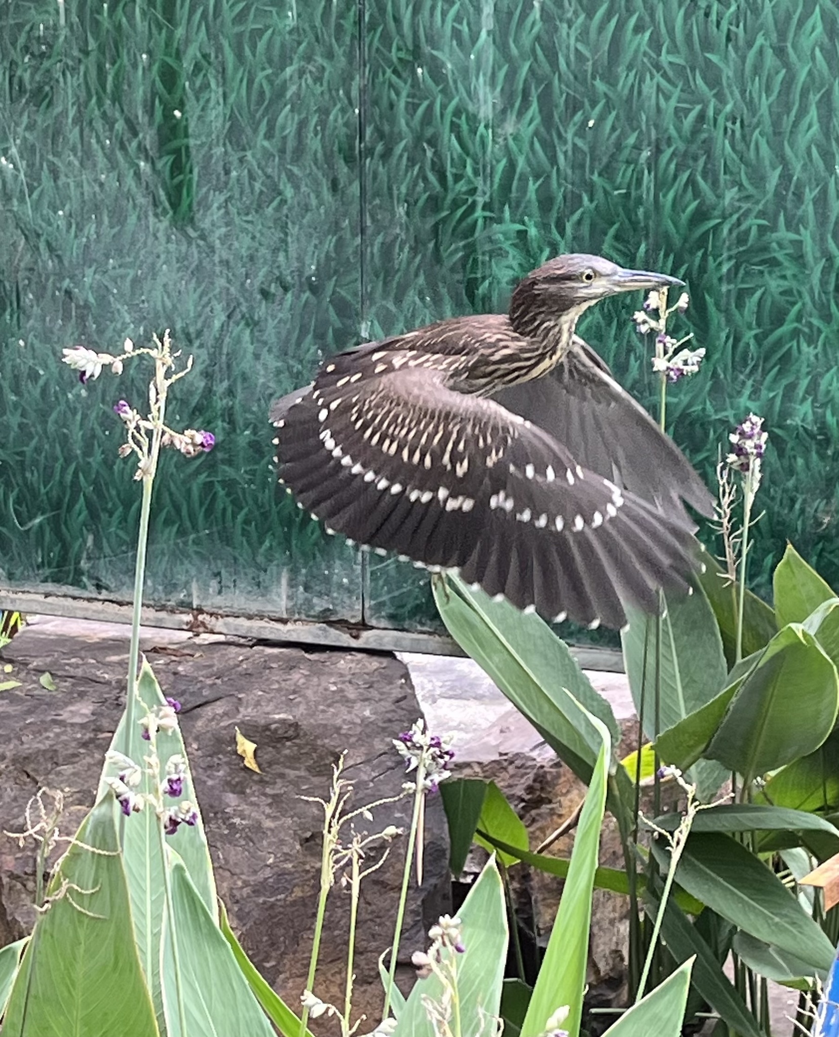 Black-crowned Night Heron