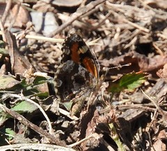 Phyciodes phaon phaon
