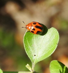Plagiodera semivittata
