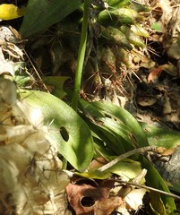 Mesadenus polyanthus