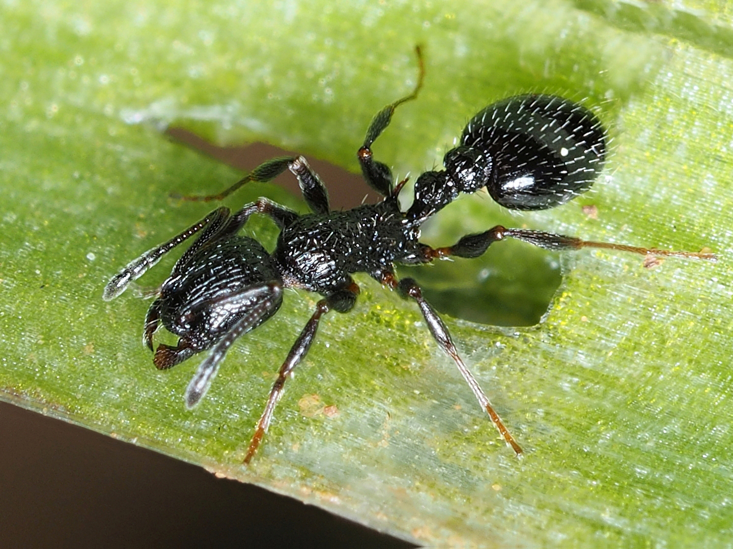 Temnothorax rottenbergii