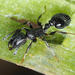 Temnothorax rottenbergii - Photo (c) Mario Bassini, some rights reserved (CC BY), uploaded by Mario Bassini