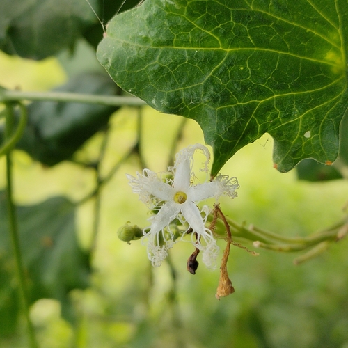 Foto de Trichosanthes dioica
