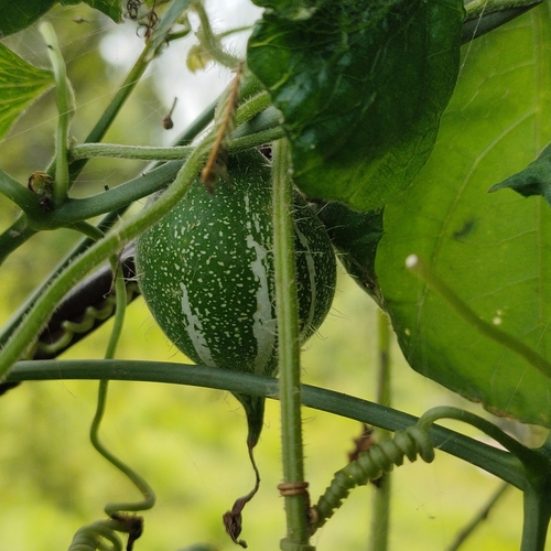 Foto de Trichosanthes dioica