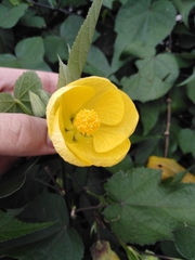 Abutilon hybridum