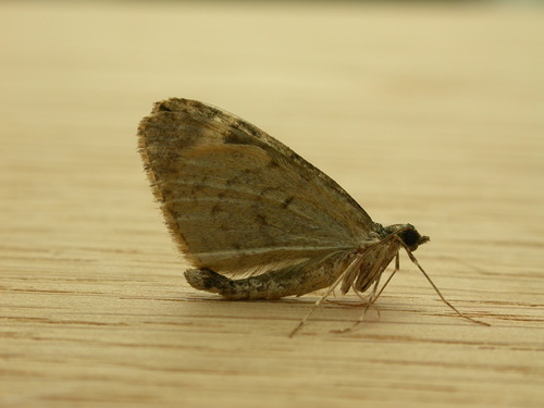 Žalsvoji cidarija nuotrauka