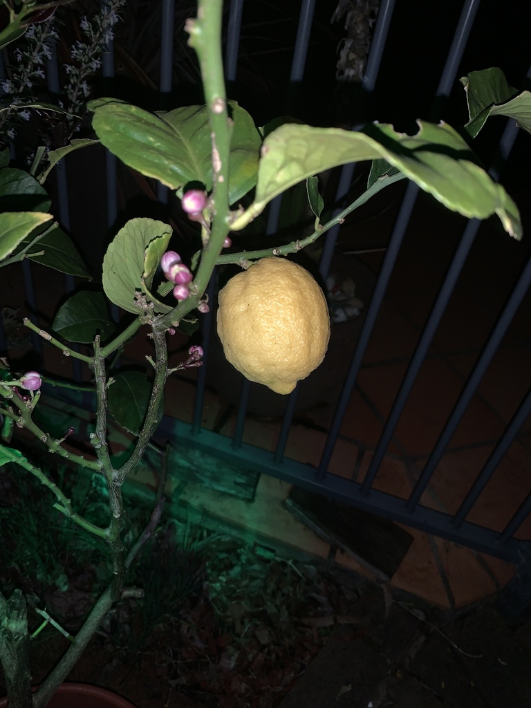 citrus from Godfrey Rd, Artarmon, NSW, AU on August 31, 2023 at 0644