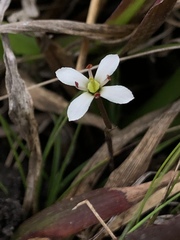 Bartonia verna