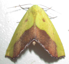 Drepanogynis cambogiaria