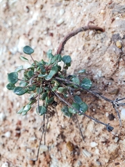 Eriogonum apricum
