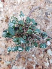 Eriogonum apricum