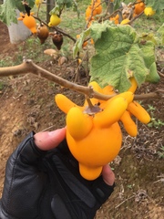 Solanum mammosum
