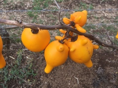 Solanum mammosum
