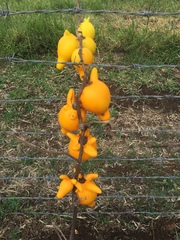 Solanum mammosum
