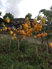 Solanum mammosum