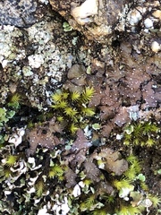 Punctelia stictica