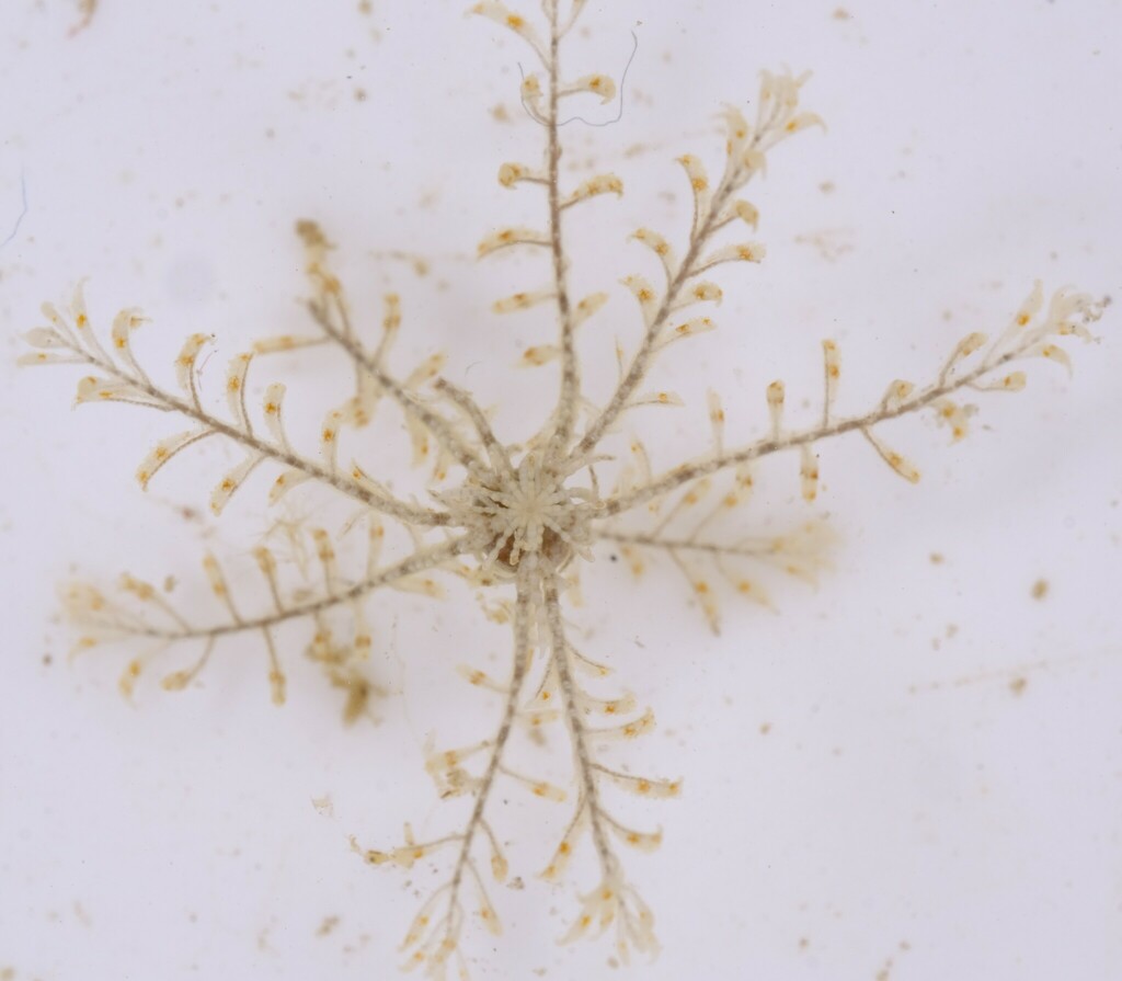 Lovens Feather Star