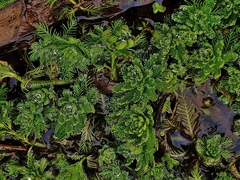 Myriophyllum aquaticum