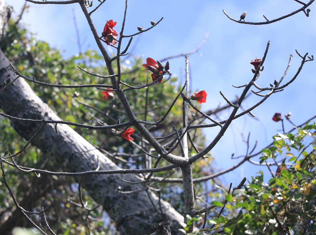 Red Silk Cotton Tree from Cooktown QLD 4895, Australia on August 29 ...