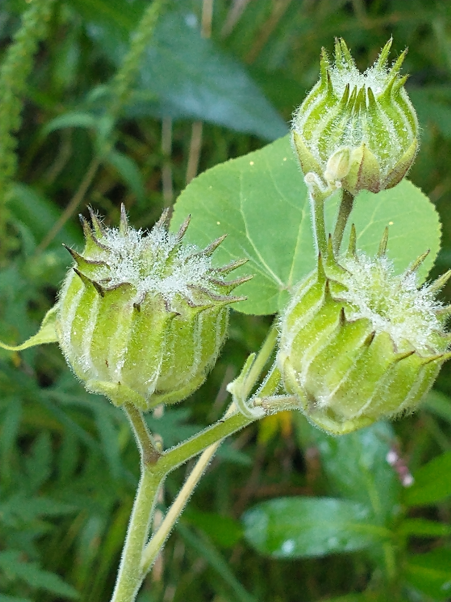 Abutilon d'Avicenne (Abutilon theophrasti) — photo 3