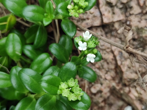 Hedyotis strigulosa iNat (2)