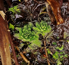 Myriophyllum aquaticum