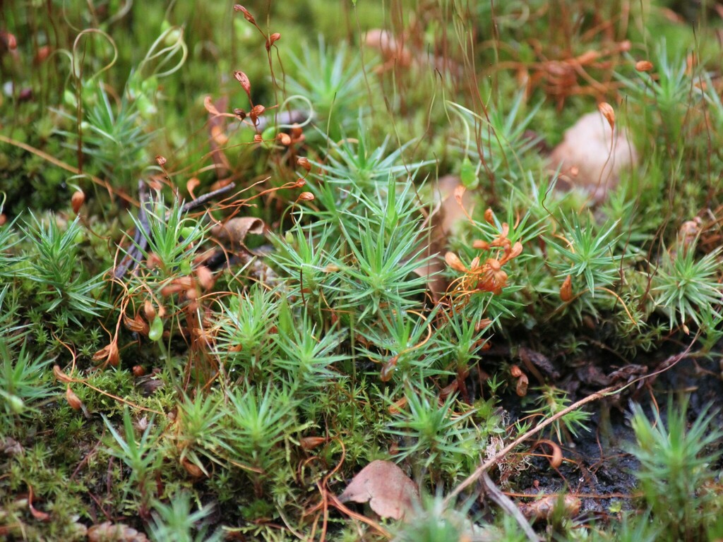 Juniper Haircap Moss From 1a Sherbrooke Rd, Sherbrooke Vic 3789 