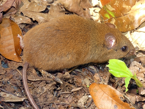 Grassland Melomys
