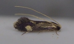 Isocorypha mediostriatella