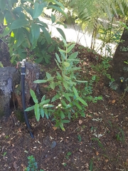 Eucryphia cordifolia