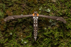 Hellinsia paraochracealis