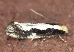 Monopis dorsistrigella