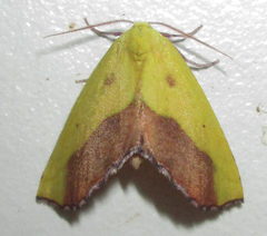 Drepanogynis cambogiaria