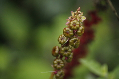 Phytolacca heterotepala